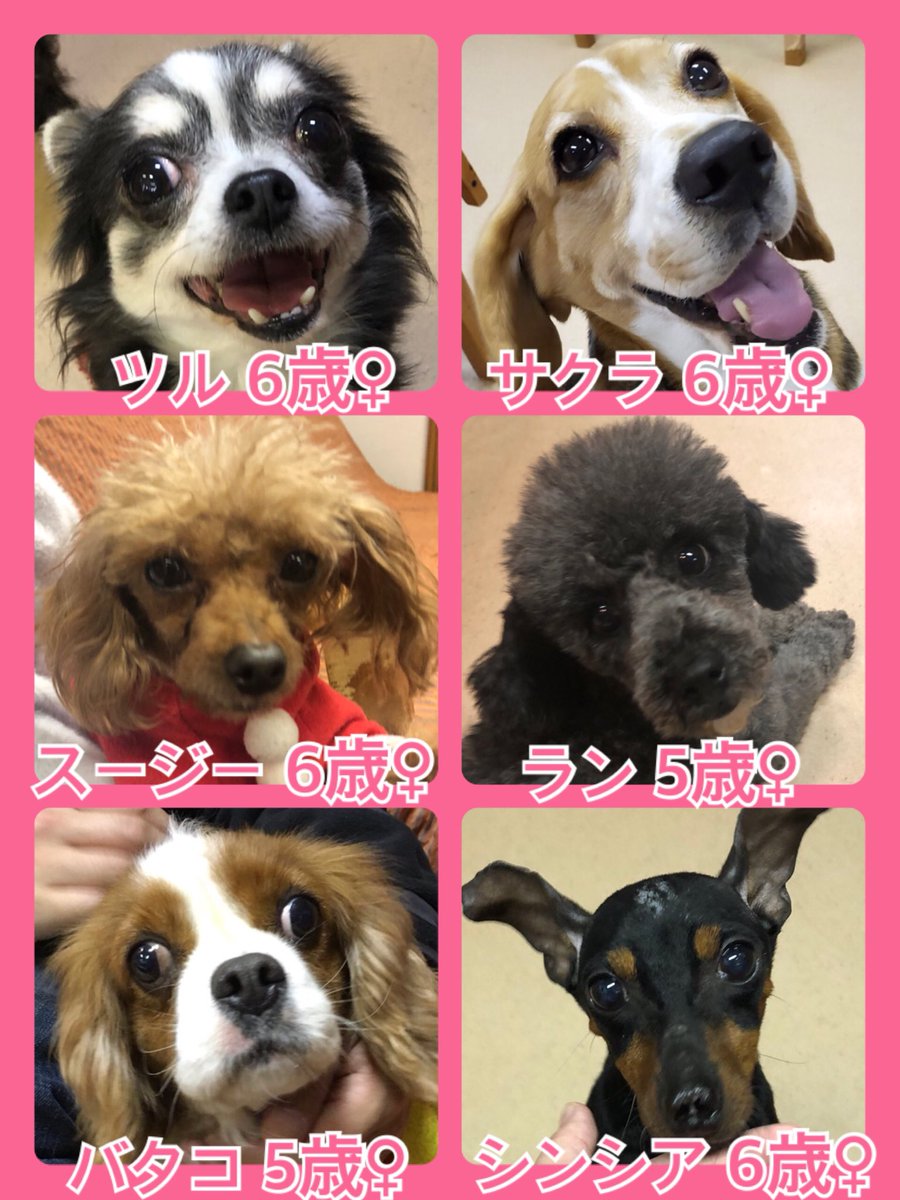 🐾今日の里親様募集中ワンコ🐶メンバーです🐾2020,1,2